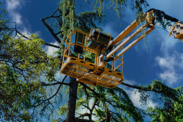 Best Best Tree Removal Services  in USA